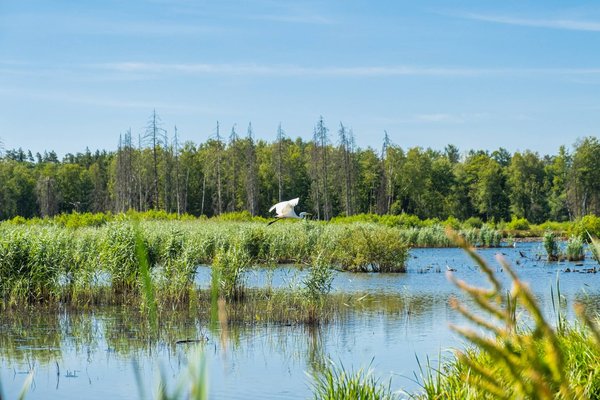 Comprendre la biodiversité : Pourquoi est-elle essentielle à la vie sur Terre ?