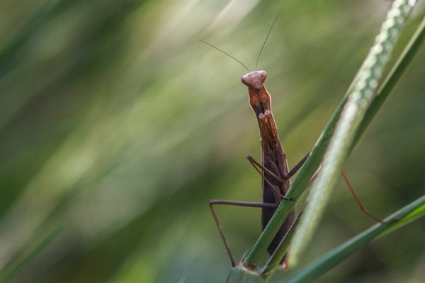 Quelles sont les initiatives et les bonnes pratiques pour favoriser la biodiversité ?